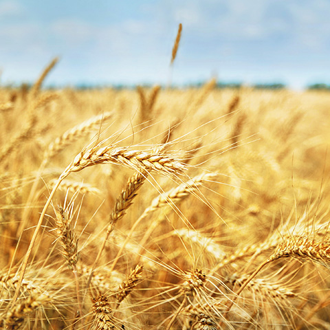 Beste Zutaten – 100% Bio