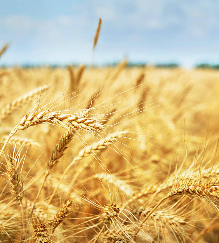 article3a-figurfit.jpg Unser Figurfit-Müsli unterstützt Dich bei Deiner figurbewussten Ernährung.